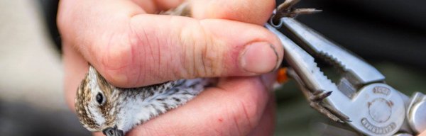 Bird banding research