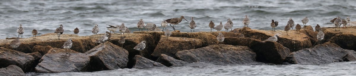 Dunlin flock in flight