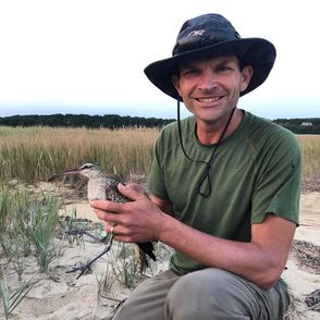 Whimbrel field research