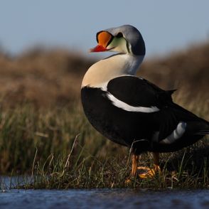 King Eider Duck