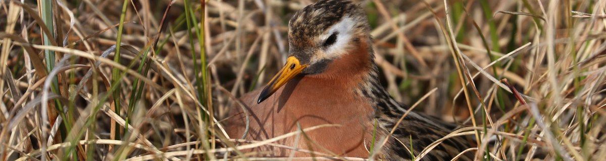 Red Phalarope in tundra habitat