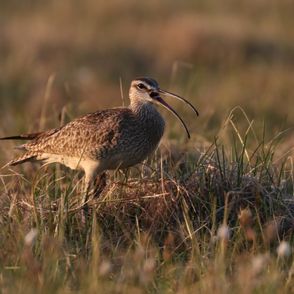 Whimbrel in Arctic