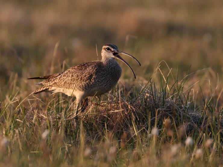 Whimbrel research in Arctic