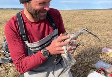 A researcher banding a shorebird in the field