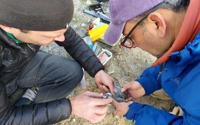 Researchers attaching a GPS tracker to a banded Magellanic Plover