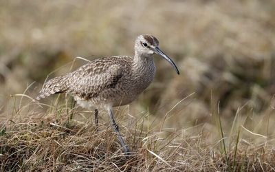 A shorebird photograph from the Recovering Shorebird Populations exhibit