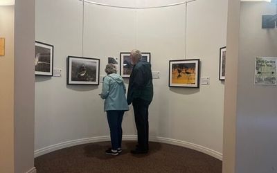 Framed shorebird photographs on display at the Plymouth Public Library exhibit