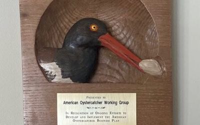 The Shiloh Schulte American Oystercatcher Award, a carved oystercatcher plaque