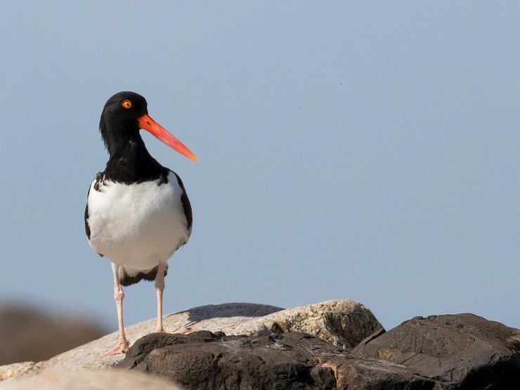 American Oystercatcher monitoring