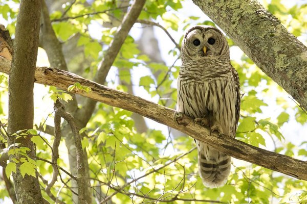Barred Owl photograph by Shiloh
