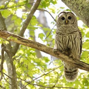 Barred Owl