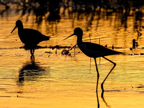Shorebird conservation
