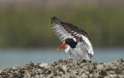 Inside the All-Out, 16-State Mission to Save the American Oystercatcher
