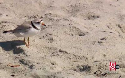 How Manomet's Bird Banding Lab is protecting migratory species