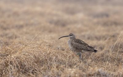 Scientists are tracking whimbrels to help their populations rebound